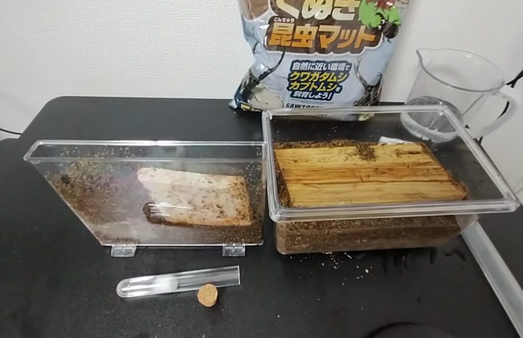オオシロアリ飼育容器